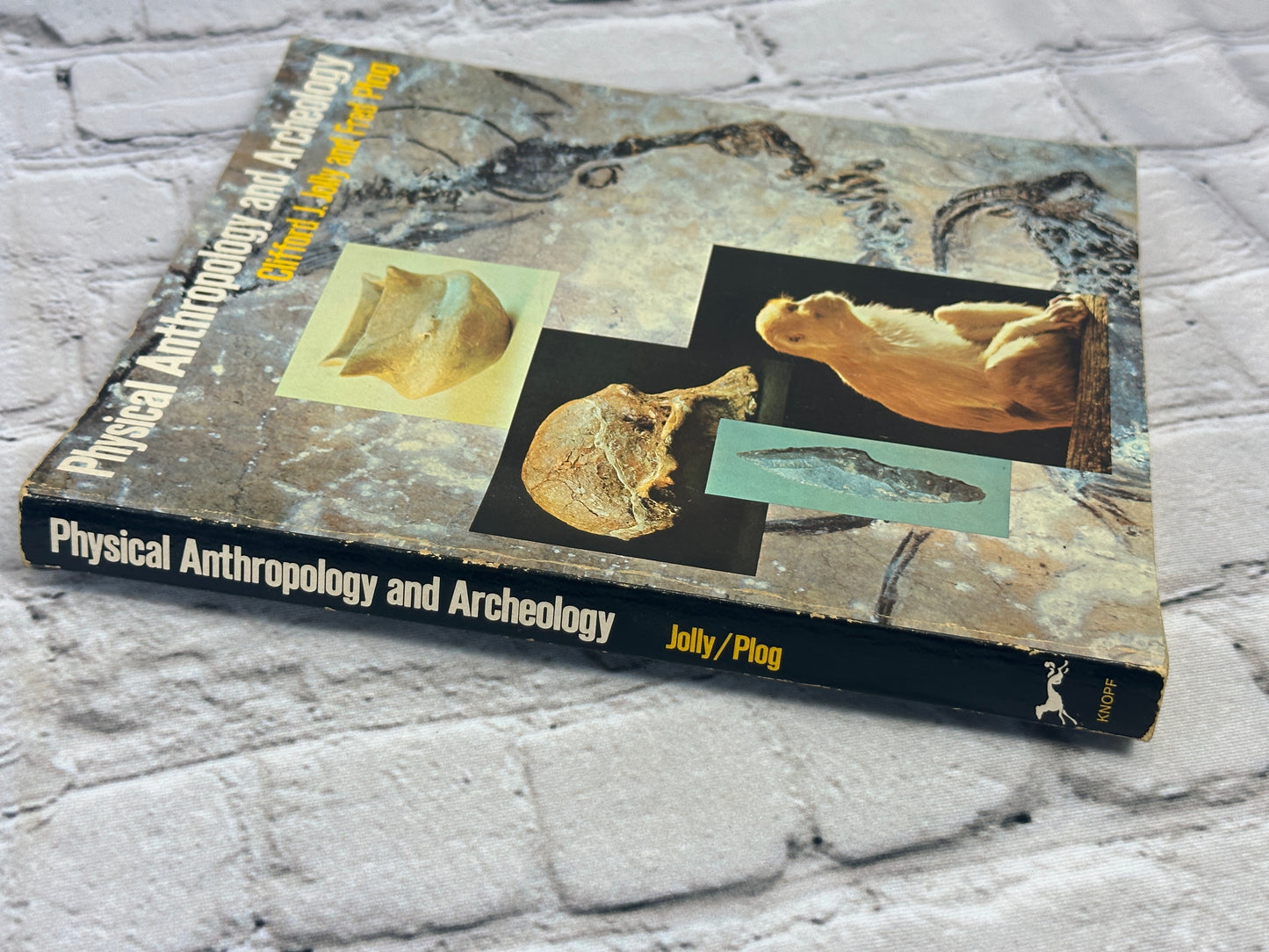 Physical Anthropology and Archeology by Fred Plog [1974 · 1st Edition]