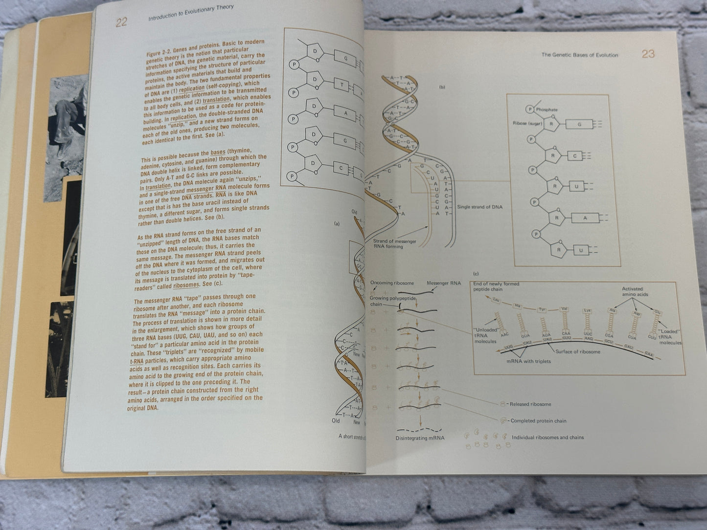 Physical Anthropology and Archeology by Fred Plog [1974 · 1st Edition]