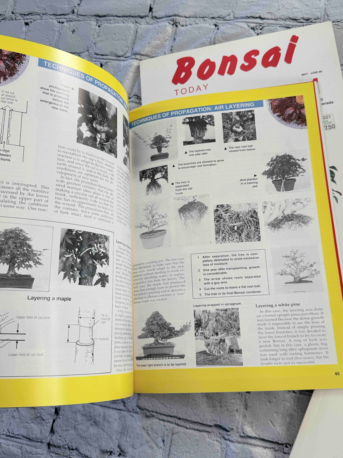 Bonsai Today magazine lot - air layering propagation pages