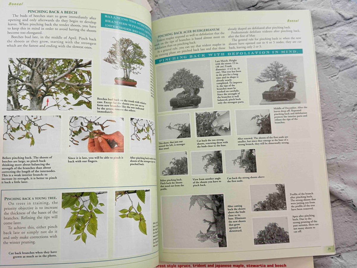 Bonsai Today magazine lot - pinching back a beech pages