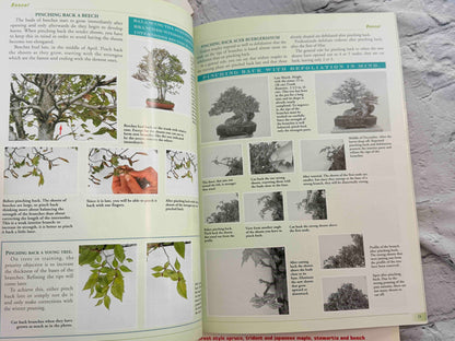 Bonsai Today magazine lot - pinching back a beech pages