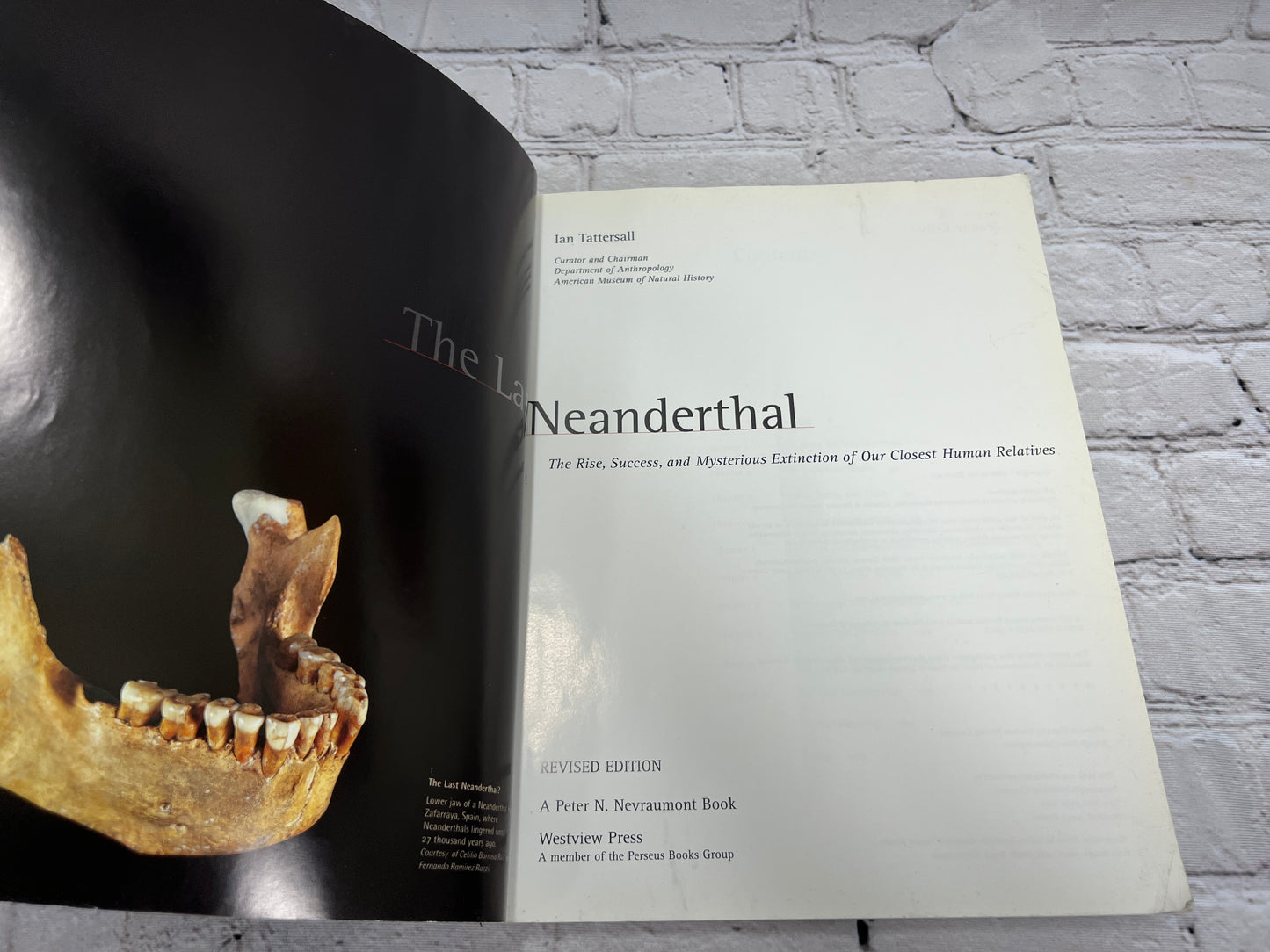 The Last Neanderthal By Ian Tattersall [Revised Edition · 1999]