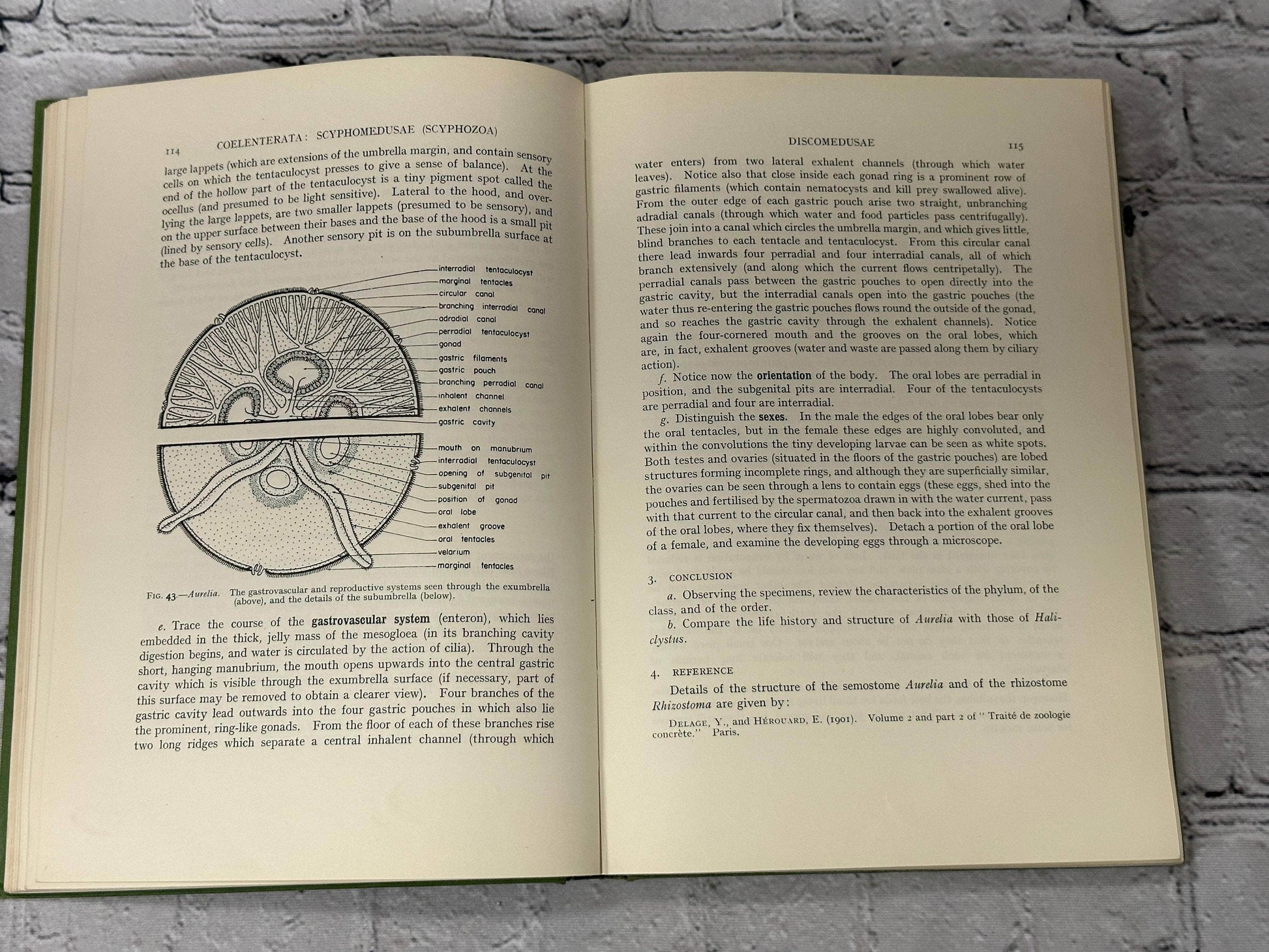 Flipped Pages Practical Invertebrate Anatomy by William S. Bullough  [1964]