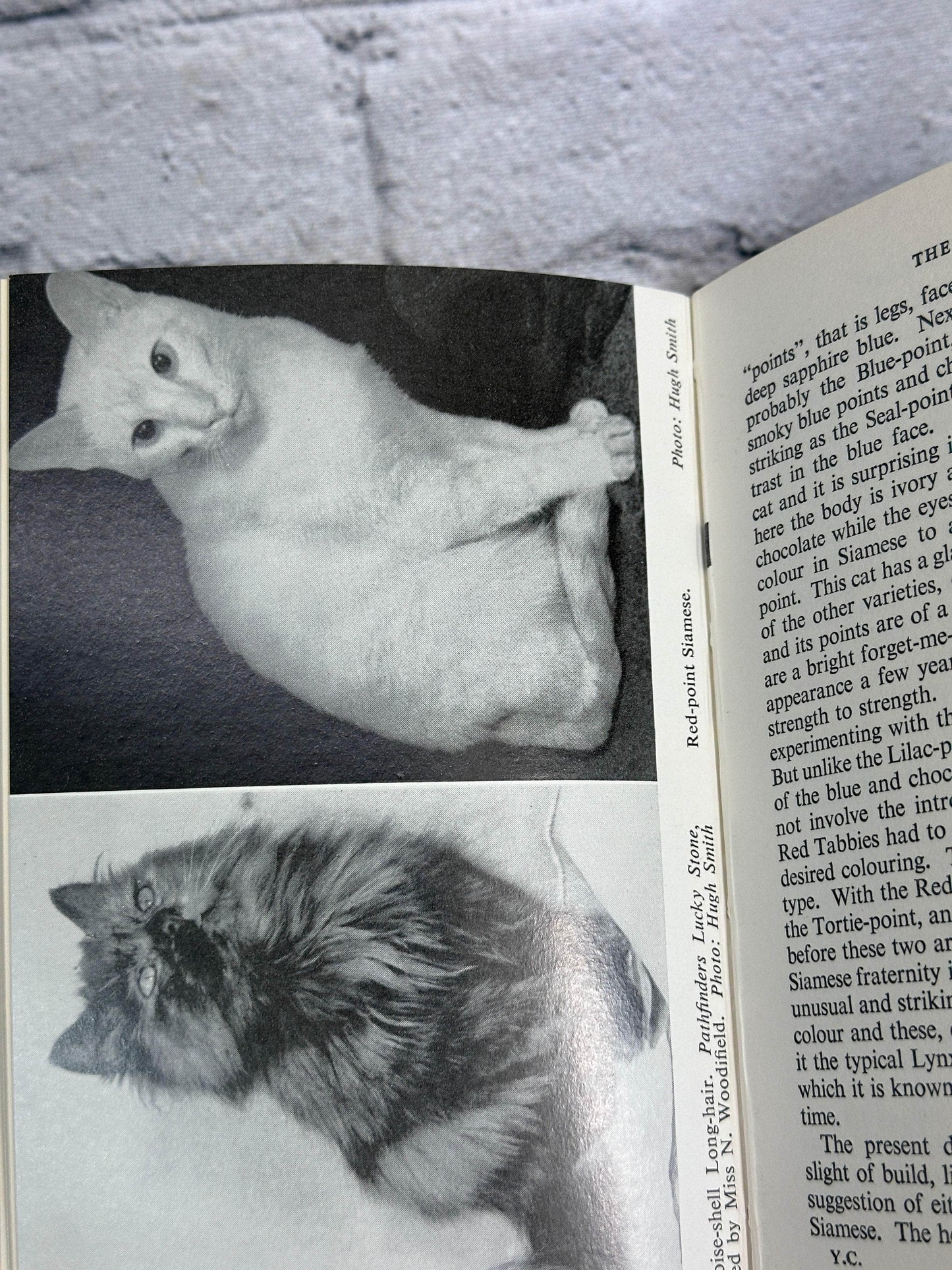 Flipped Pages Your Cat by Ann L. Stubbs [1964 · First Edition]