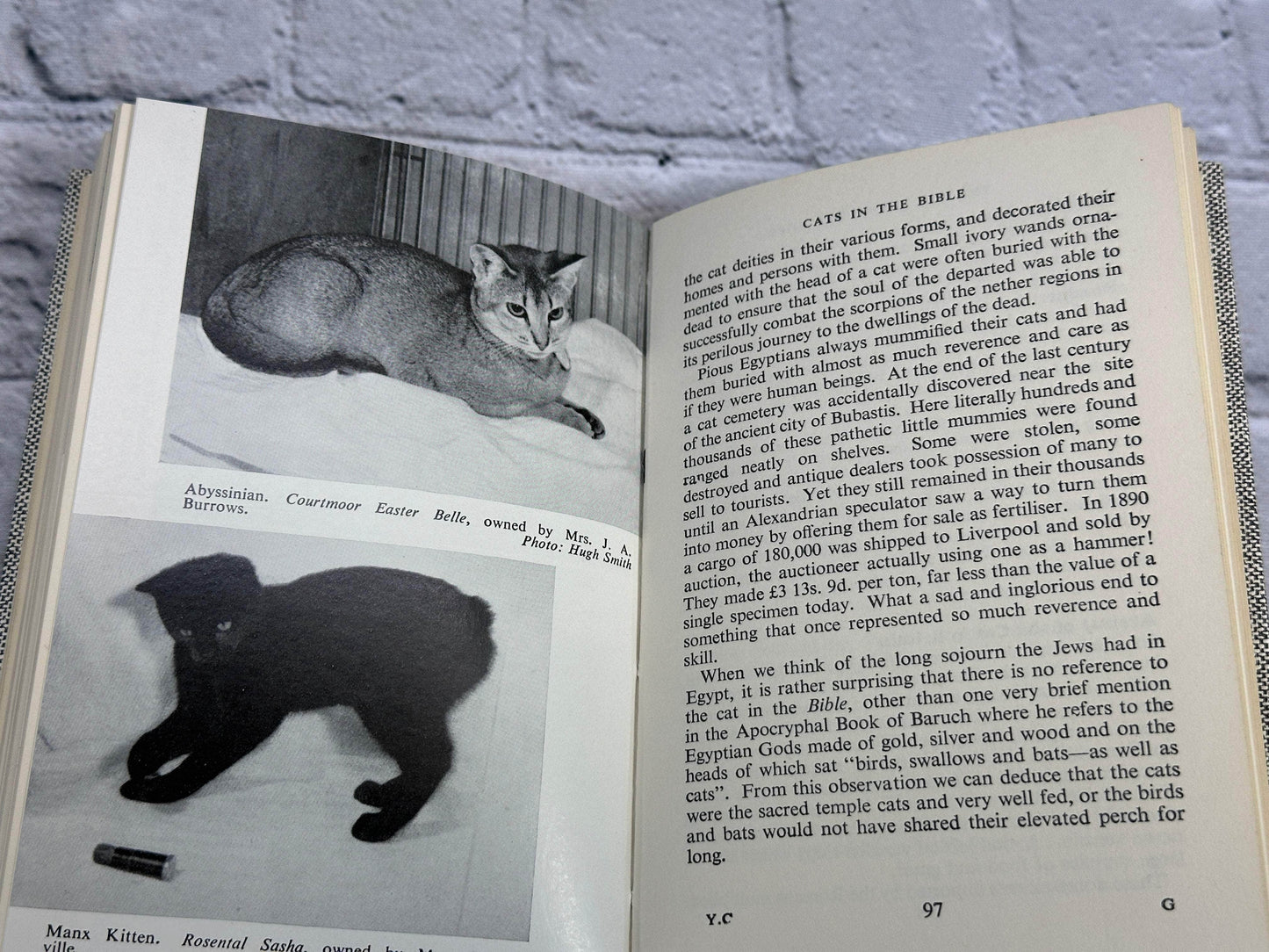 Flipped Pages Your Cat by Ann L. Stubbs [1964 · First Edition]