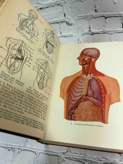 Modern Home Medical Adviser by Morris Fishbein, 1942 Doubleday, Doran & Company hardcover - color anatomical plate I