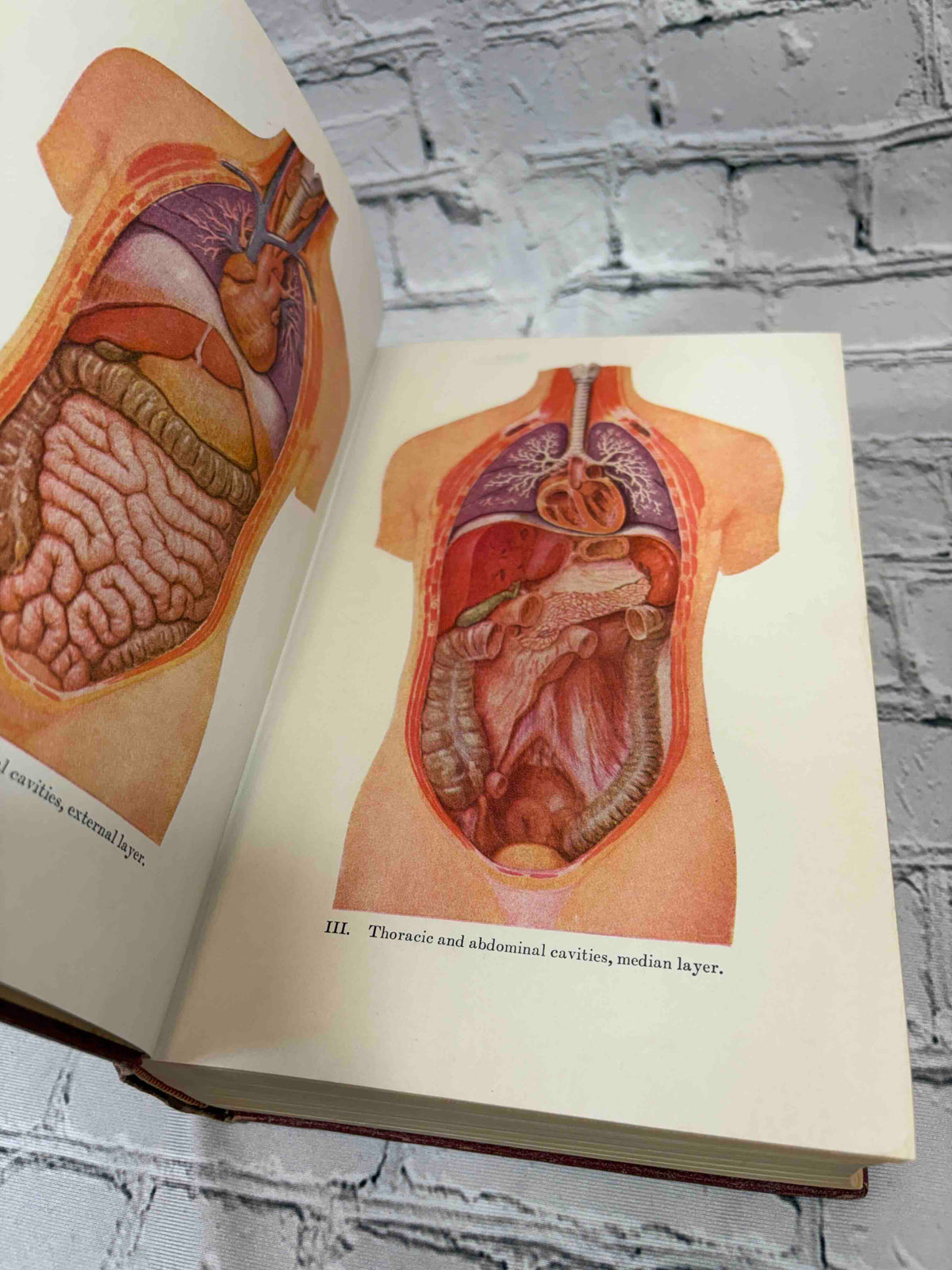 Modern Home Medical Adviser by Morris Fishbein, 1942 Doubleday, Doran & Company hardcover - color anatomical plates II-III