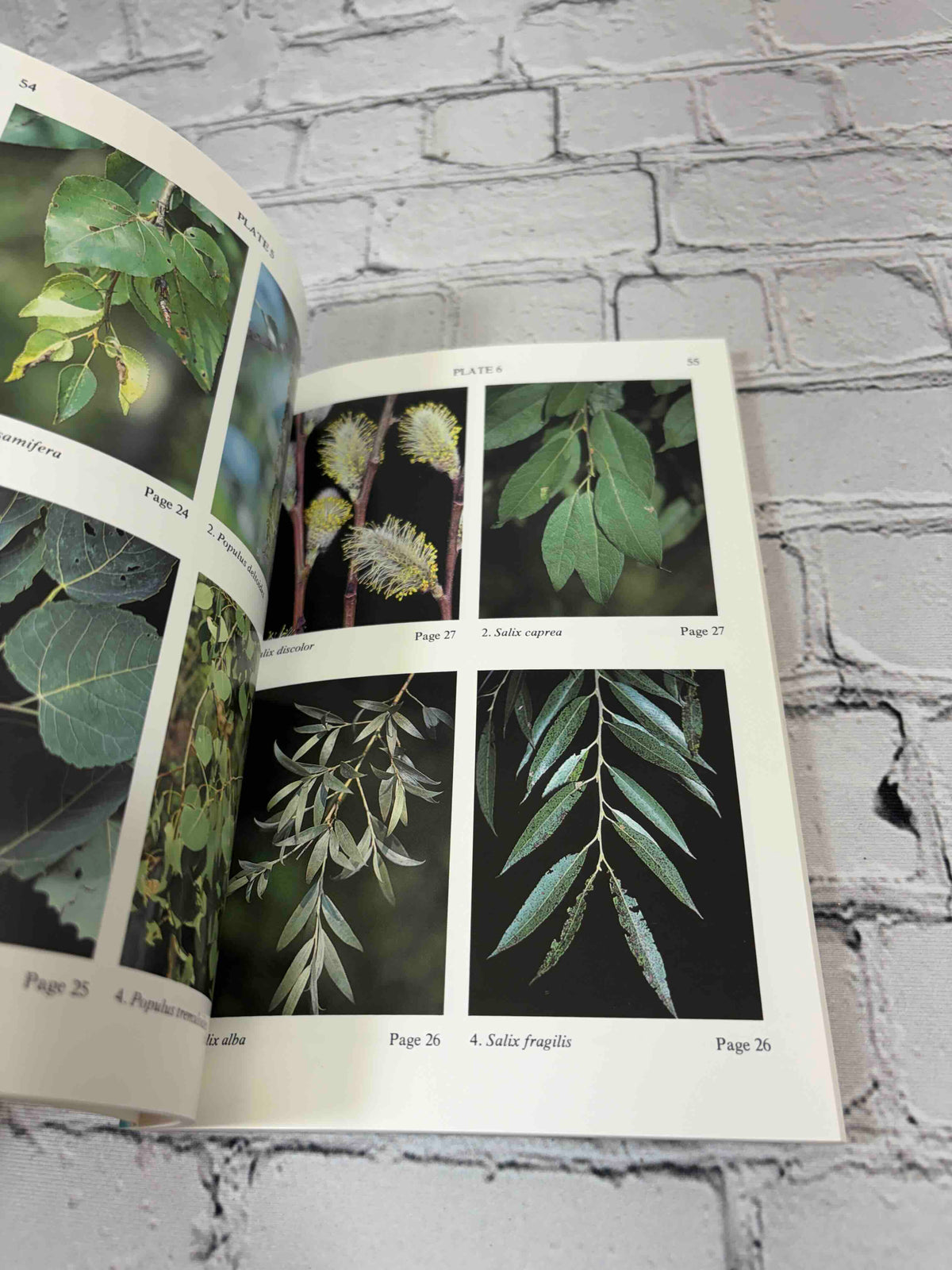 Trees and Shrubs of the Adirondacks by William K. Chapman, 1990 North Country Books paperback - color photo plates