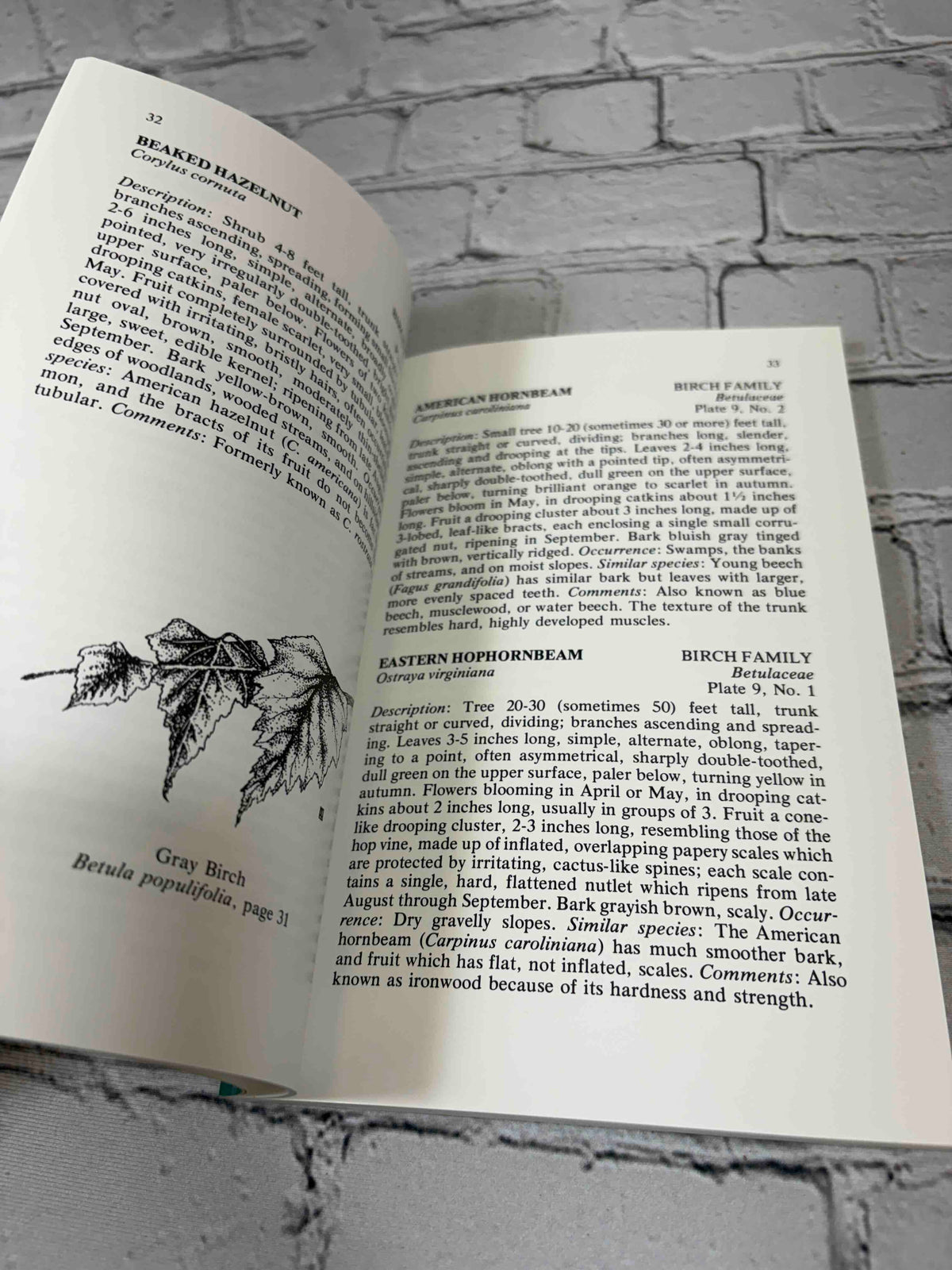 Trees and Shrubs of the Adirondacks by William K. Chapman, 1990 North Country Books paperback - species description pages