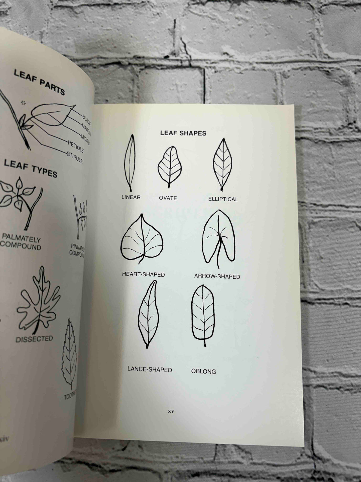 Wildflowers of the Adirondacks by Anne McGrath, 1990 North Country Books paperback - visual glossary of leaf shapes