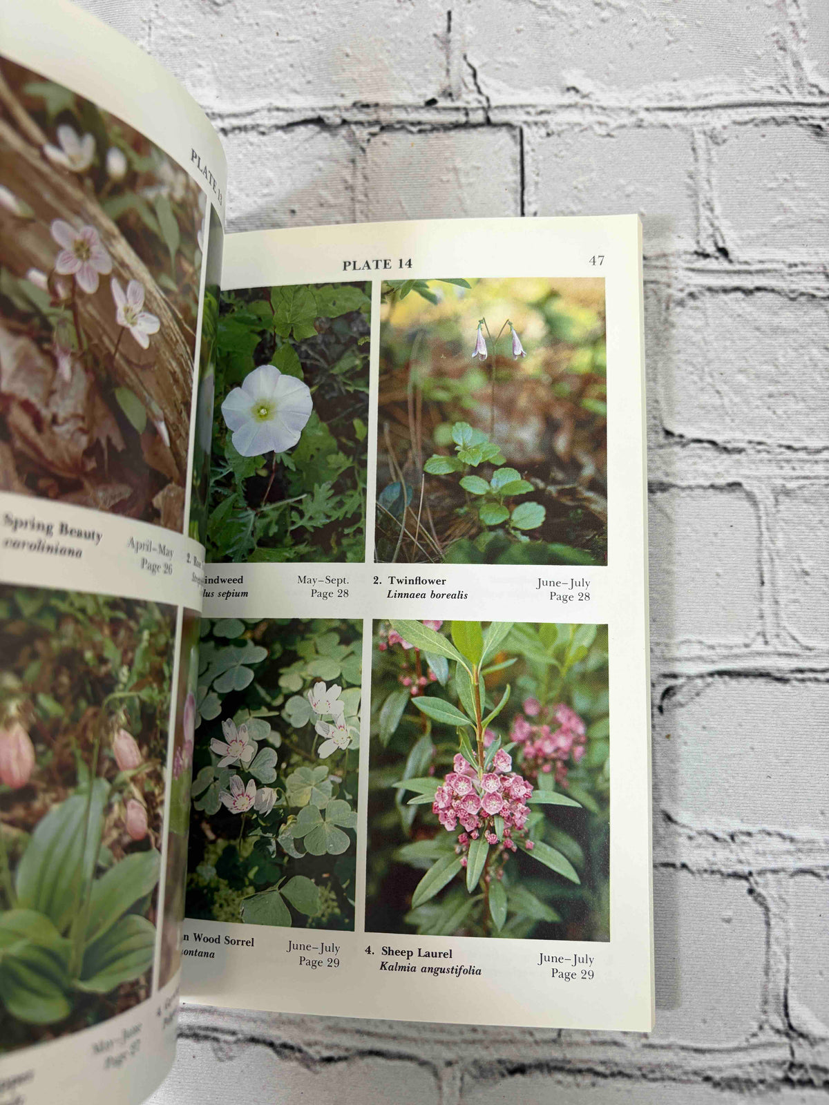 Wildflowers of the Adirondacks by Anne McGrath, 1990 North Country Books paperback - color photo plates