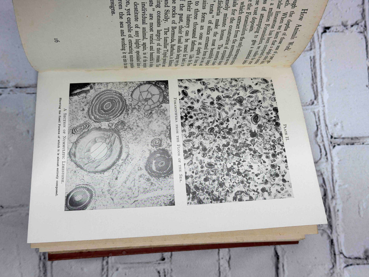 How Animals Work by F. Martin Duncan, 1926 T. C. & E. C. Jack hardcover - plates