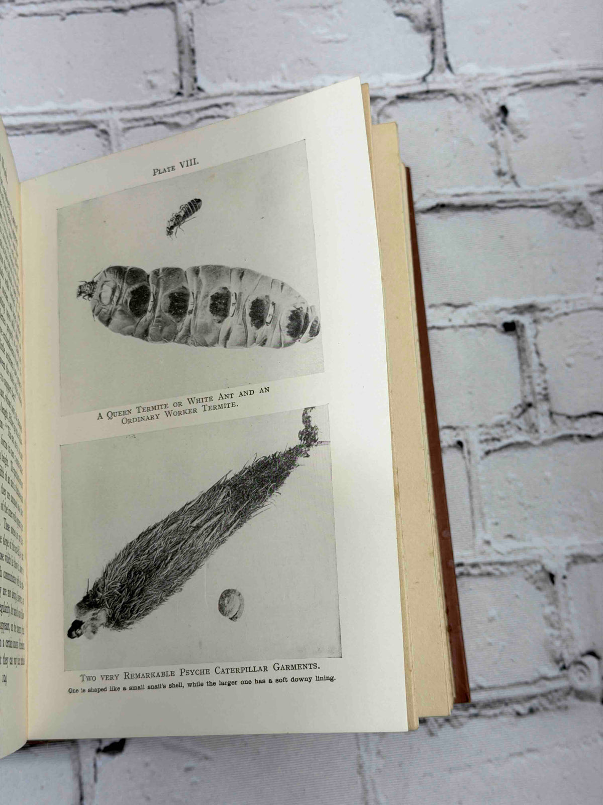 How Animals Work by F. Martin Duncan, 1926 T. C. & E. C. Jack hardcover - plate