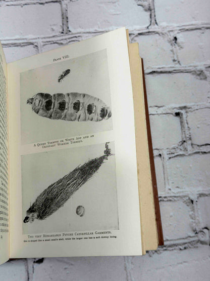 How Animals Work by F. Martin Duncan, 1926 T. C. & E. C. Jack hardcover - plate
