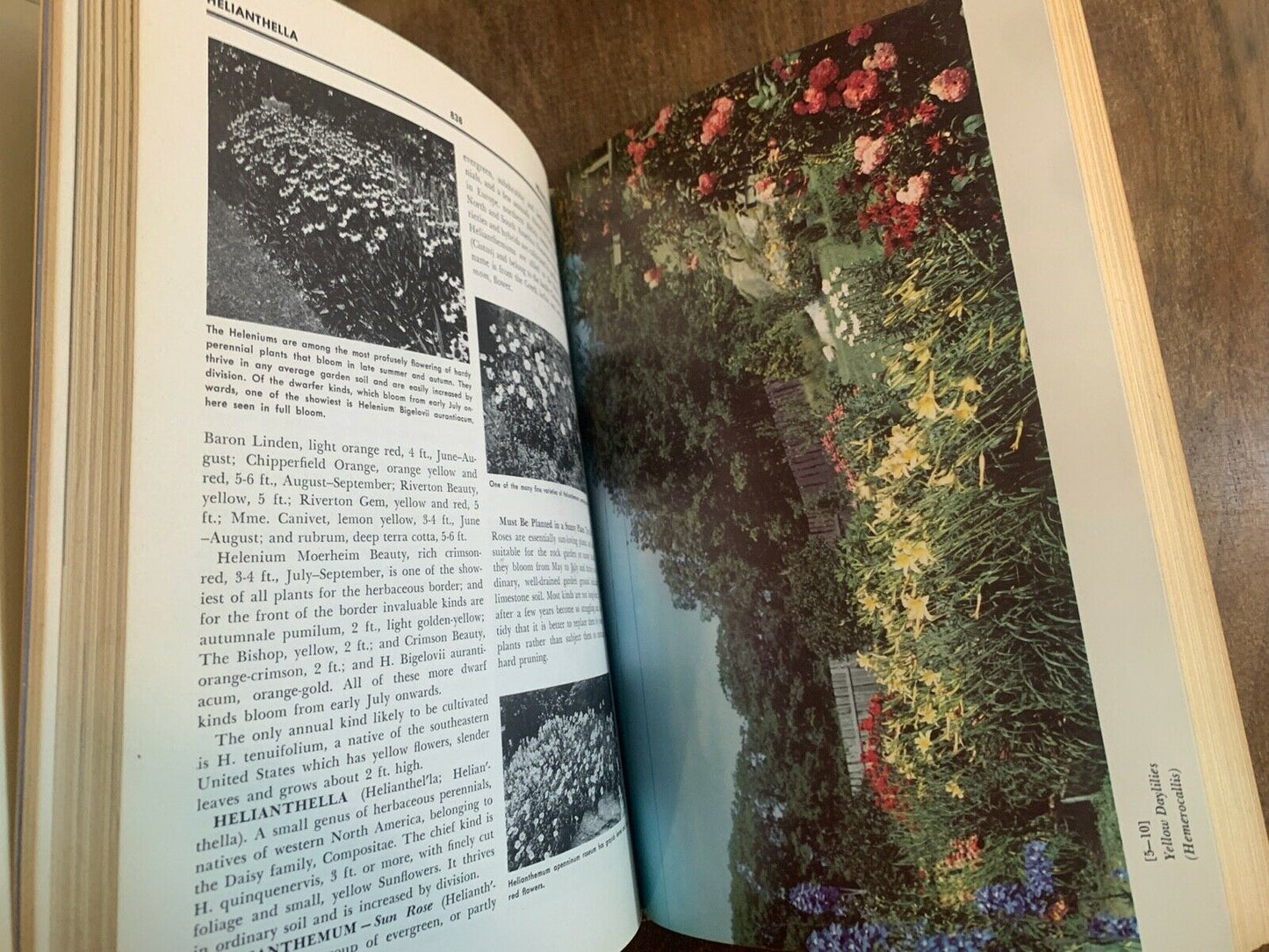 New Illustrated Encyclopedia of Gardening 1960s Hardcover Volume 5 (3B)