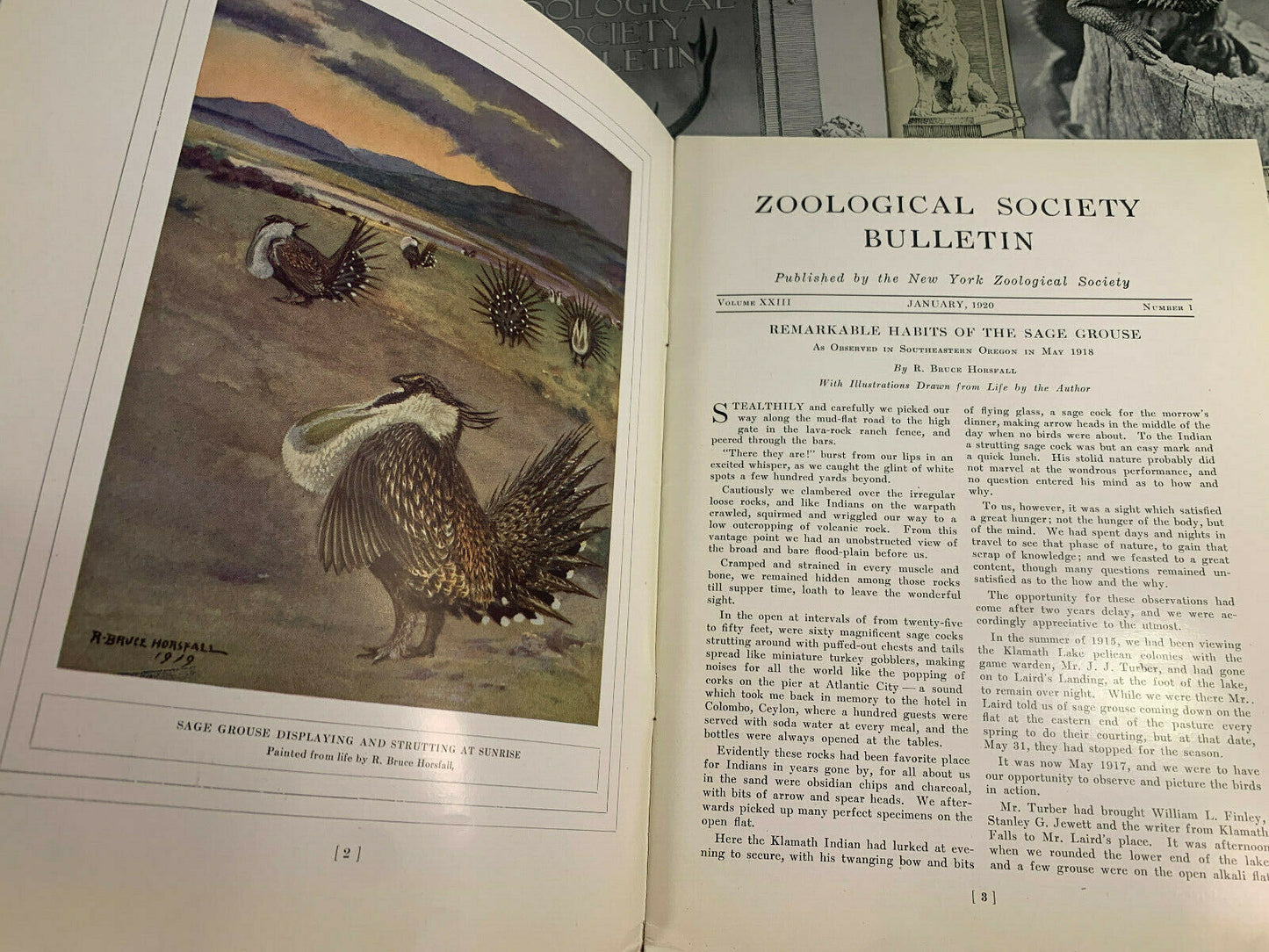 Bulletin: New York Zoological Society - Lot of 6, 1914 - 1928