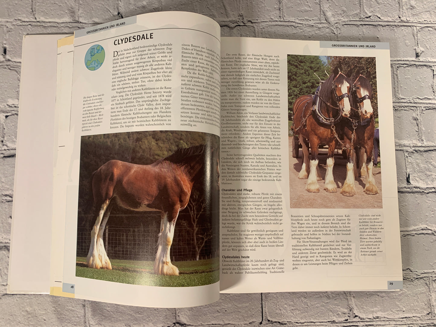 Die Enzyklopadie der Pferde (Enclyclopdia of Horses) by Susan McBane [2004]