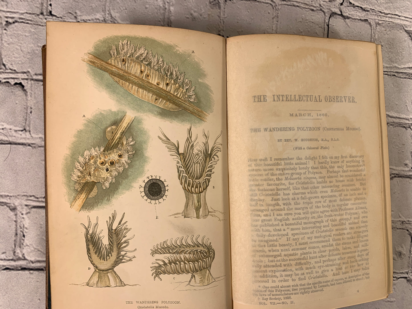 The Intellectual Observer Review of Natural History Microscopic Research [1862 · 9 Volumes]]