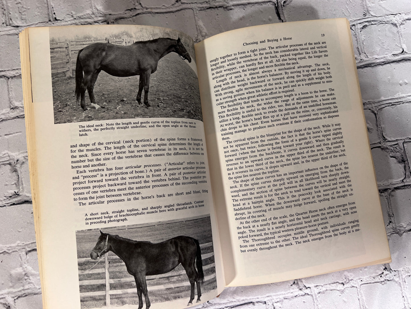 Practical Horseman's Book of Horse Keeping edited by M.A. Stoneridge