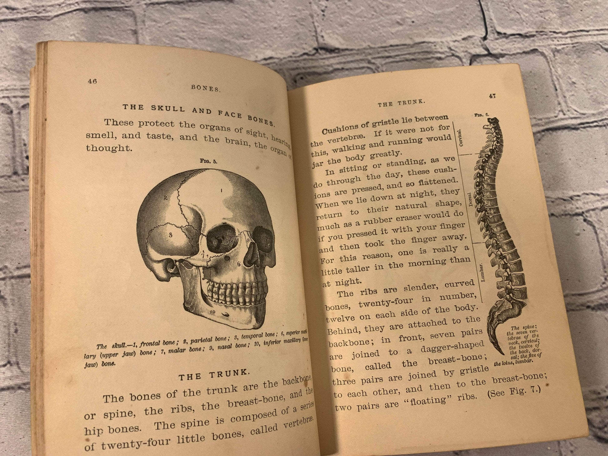 Flipped Pages Pathfinder Physiology No 2 Hygiene for Young People [1885]