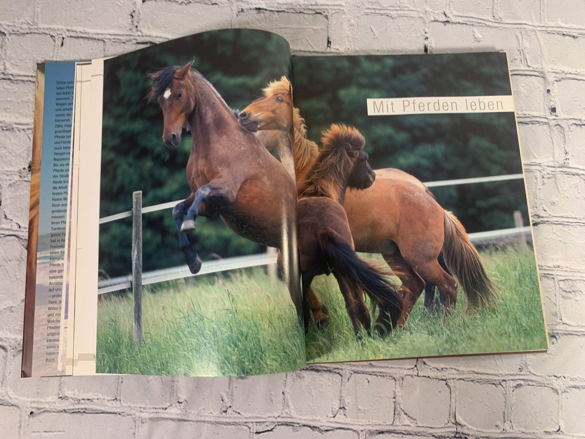 Flipped Pages Pferde Mit der Mahne im Wind (Horses with the mane in the Wind) [2005]